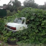 kudzu A Chinese Herb eats a car