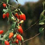 Goji berries a famous Chinese herb 