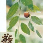 Best natural herbal sleep aid is Ziziphi or Suan Zao Ren 