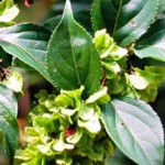 Chinese herb thunder god vine for Rheumatoid arthritis 