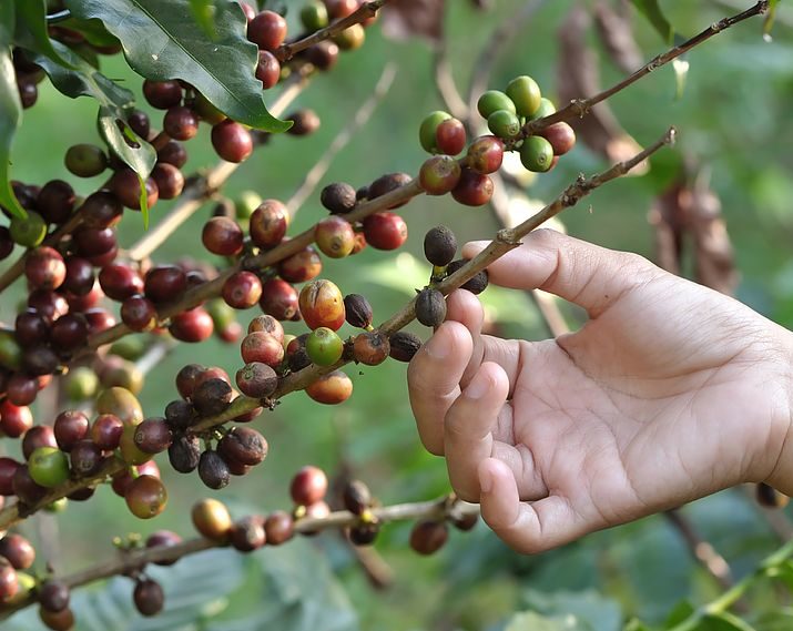 Coffee has more healthy bio-active ingredients than you might think.  Coffee is an herbal drink and drinking it in moderation has proven benefits from cardiovascular health to lower colon cancer, lower risk of gall stones and even acts as an anti-depressant.  Coffee is the herbal medicine you've never known about.