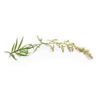 Pacific Herbs Ingredient mugwort Ai Ye